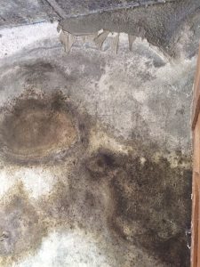 Mauerentfeuchtung feuchte Mauern Schimmelpilz