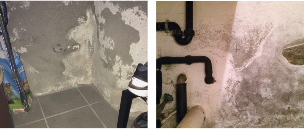 feuchte keller schimmelpilz befall